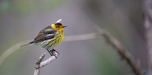 Cape May Warbler.  Spring Rain and Warblers,  A Delightful Encounter in Migration.  Wildlife Photography.