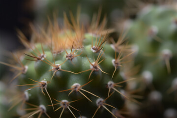 Macro photo of green cactus with spines. AI generated content