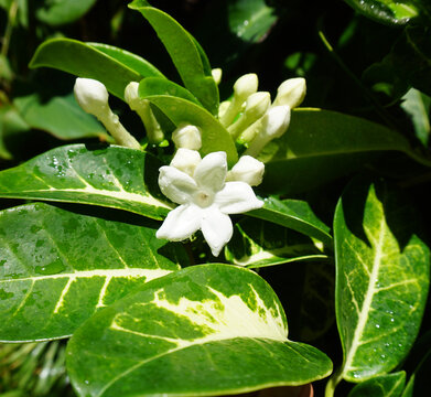 Stephanotis floribunda or Madagascar jasmine, waxflower blossoms isolated close-up on green leaves background 