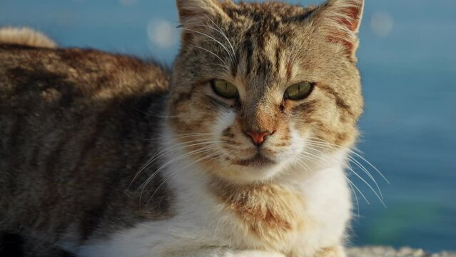 Closeup portrait of cat with green eyes relaxing under warm sun light against calm sea waves
