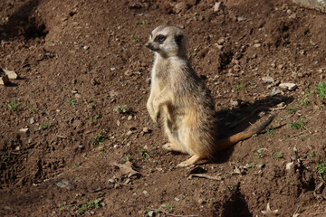 Alert Meerkat