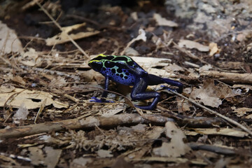 Blue and Yellow Poison Dart Frog