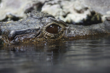 Crocodile Eye