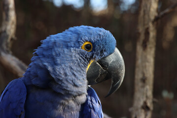 Hyacinth Macaw Profile