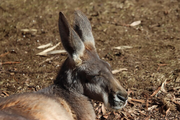 Red Kangaroo Sleeping in the Sun