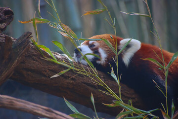 Red Panda