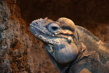 Rhinoceros Iguana