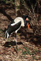 Saddle-billed Stork in the Sun