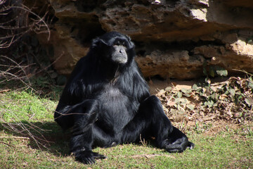 Siamang