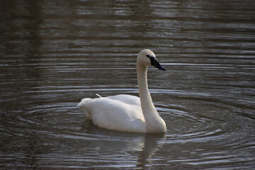 Swimming Swan