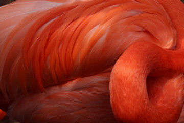 Fototapeta premium Swirls of Feathers