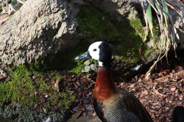 White-Faced Whistling Duck