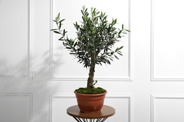 Beautiful young potted olive tree on table near white wall indoors. Interior element