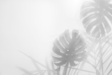 Shadow of tropical plants on light background, space for text