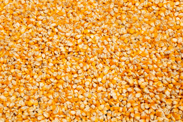 Dried corn peeled. isolated on white background.