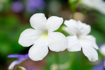 Obraz na płótnie Canvas Close up of white flowers | False African violet flower