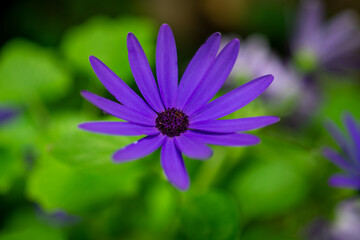 Fototapeta premium Cape Daisy | Purple daisy flower | Osteospermum ecklonis