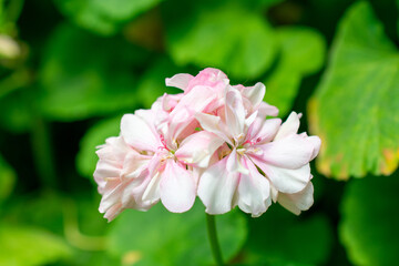 Horseshoe geranium | Pelargonium zonale