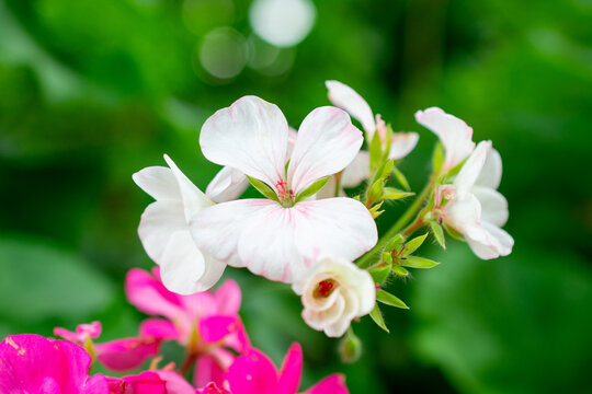 White Horseshoe geranium | Pelargonium zonale