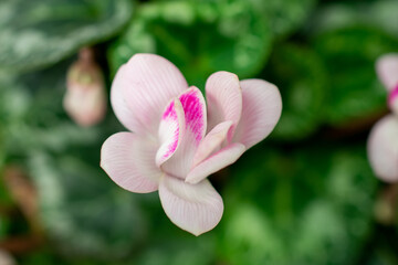 Fototapeta premium Cyclamen | Sowbread | Cyclamen hederifolium