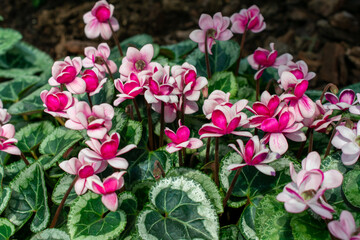 Bed of Ivy-leaf cyclamen | Cyclamen hederifolium