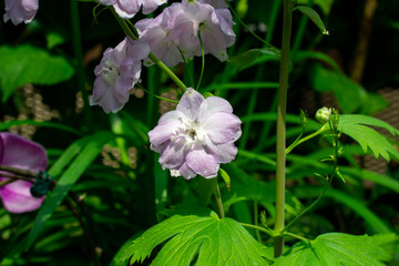 Alpine Delphinium | Larkspur | Delphinium elatum