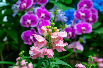 Fototapeta premium Garden snapdragon | Antirrhinum majus