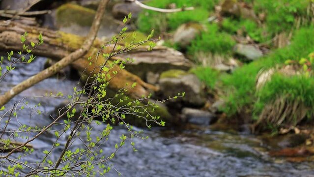 渓流の流れと木々の葉　環境　エコロジー　イメージ