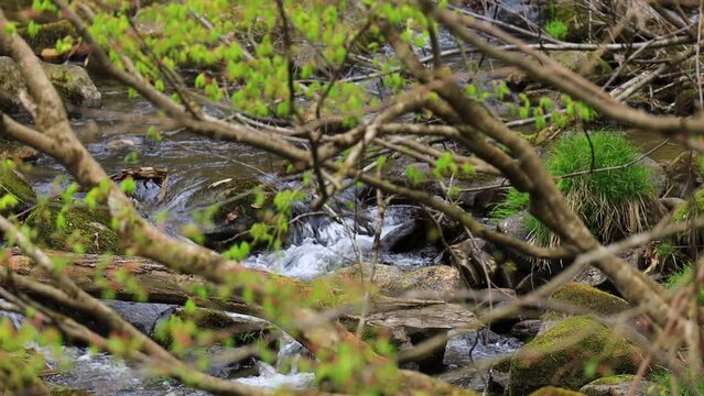 渓流の流れと木々の葉　環境　エコロジー　イメージ