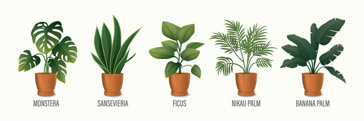 Vector House Plant in Pot Icon Set - Monstera, Sansevieria, Banana Palm, Ficus, Rhopalostylis, Nikau Palm in Pots Isolated on White. Houseplants Collection, Interior Plants. Vector Illustration