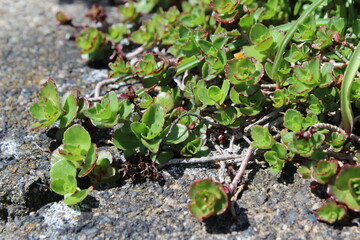 Fototapeta premium Growing new Sedum leaves in spring