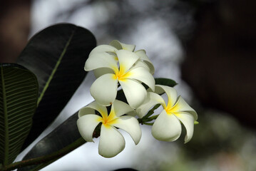 White and yellow frangipani plumeria flowers on a plant in a garden - obrazy, fototapety, plakaty