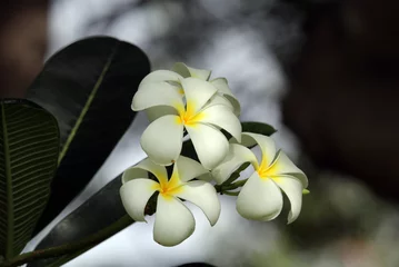 Muurstickers White and yellow frangipani plumeria flowers on a plant in a garden © Tammy