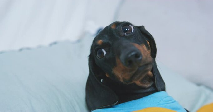Portrait of a cute dachshund puppy lies on a pillow, naps, turns its muzzle, looks with a pitiful look. Rest pet rehabilitation weak sick recovery. Tiny puppy in cozy bed bedtime routine Generative AI