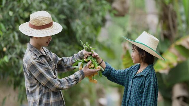 Picking Mayongchids Maprang Marian Plum in Thailand. Senior Asian farmer harvesting fresh sweet yellow Marian plums or Gandaria fruit. Maprang or mayong-chit exotic tropical fruits.