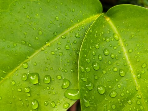 Beautiful morning dewdrops on green leaf macro.