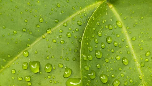 Dewdrops and raindrops on leaves during the rainy season of the rainforest are a source of ecosystems.