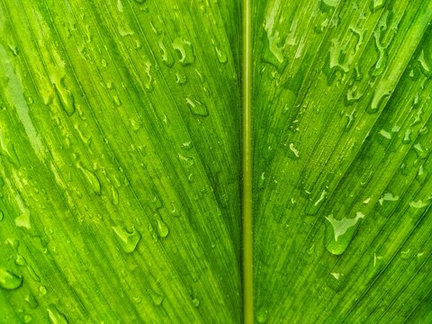 Beautiful transparent morning dew water drops on green leaf macro, Beautiful leaf texture in nature.