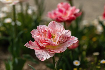 Double pink tulip flower in the garden