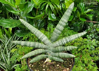 Sharp green leaves of Sansevieria Boncel Starfish