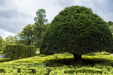 Fototapeta na wymiar Big green tree cut and maintained in a round shape. Park with hedge and trees