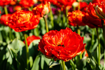 red tulip beautiful flowers under the spring sun
