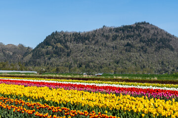 Fototapeta premium Multi colored tulips field blooming in spring flower festival