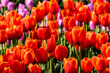 red tulips beautiful flowers under the spring sun