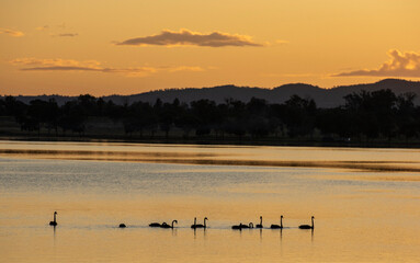 Naklejka premium Black swans on Lake Keepit, New South Wales, Australia.