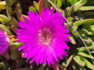 Obraz premium flower