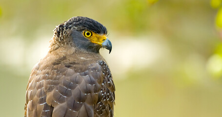 Hawk