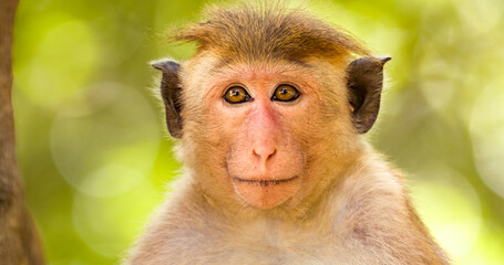 close up of a macaque