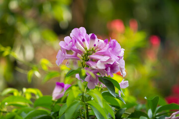 Bignonia Glow Vine or Bignonia magnifica Saritaea magnifica is a vine with bright purple trumpet flowers.