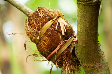 Photo of graft from coconut coir on a guava tree trunk.